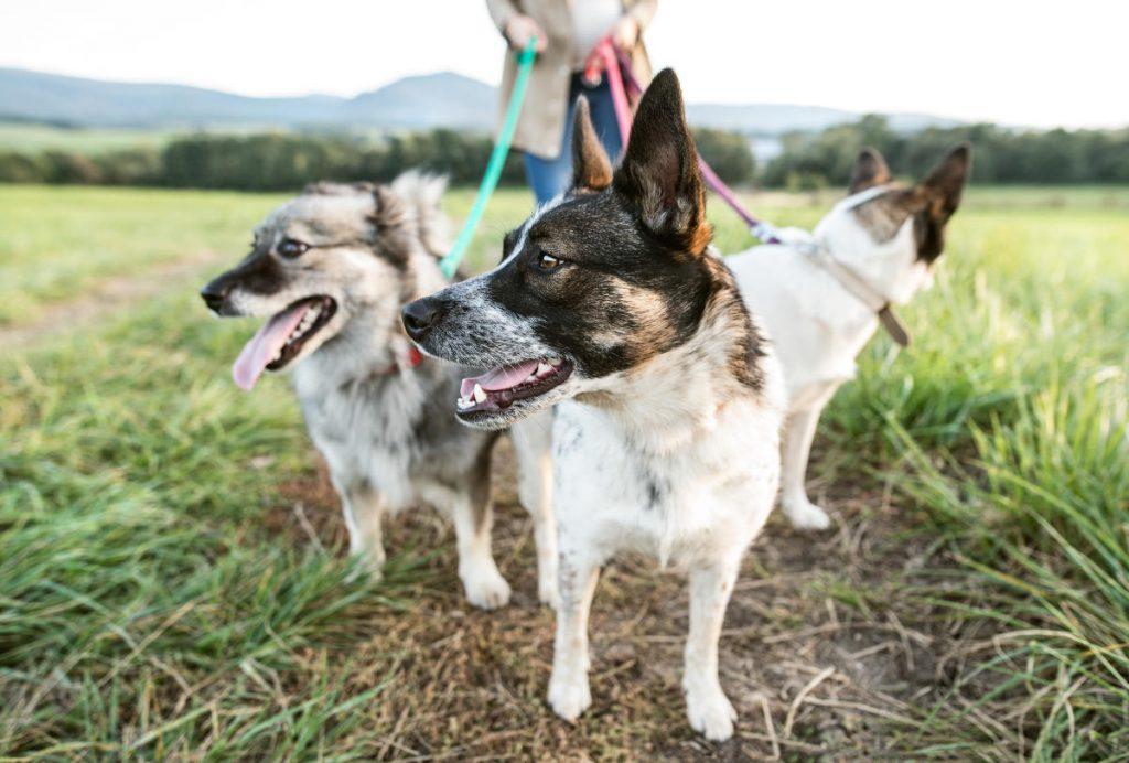three dogs in a field on a leash looking around